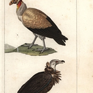 King vulture, Sarcoramphus papa, and griffon