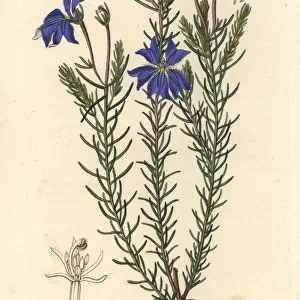 Large blue leschenaultia, Leschenaultia biloba