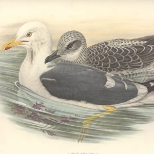 Larus fuscus, lesser black-backed gull