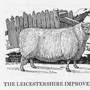 Leicester Improved breed of sheet