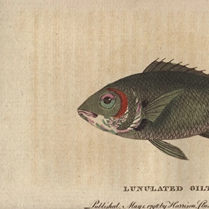 Lunulated gilthead or gilt-head sea bream, Sparus aurata