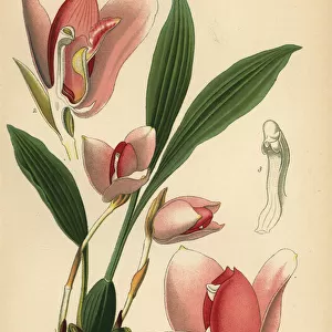 Lycaste virginalis orchid