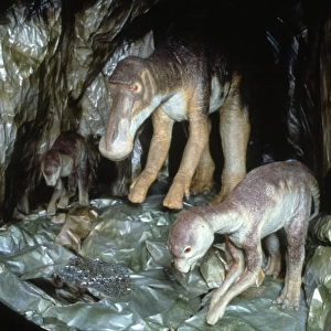 Maiasaura with young
