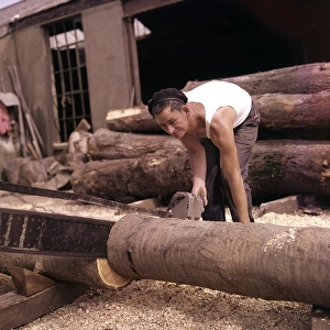 Man in timber yard, sawing tree trunk, Devon