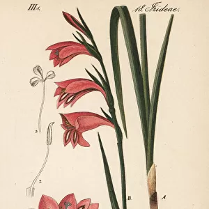 Marsh gladiolus or sword lily, Gladiolus palustris