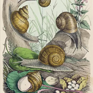 Snails Related Images