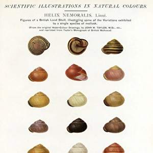 Mollusk Shell Variations