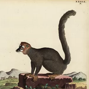 Mongoose lemur, Eulemur mongoz. Critically endangered