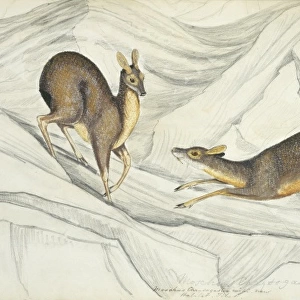 Moschus chrysogaster, alpine musk deer