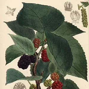 Mulberry, Morus nigra