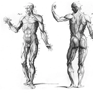 The Muscular System of the Human Body