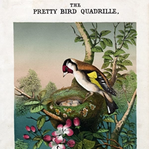 Music cover, Pretty Bird Quadrille