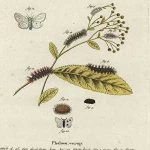 Muslin moth, Diaphora mendica
