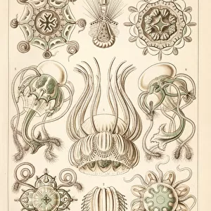 Narcomedusae jellyfish