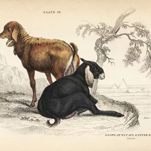Nepal goat and Egyptian goat