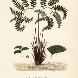 Northern maidenhair fern, Adiantum pedatum