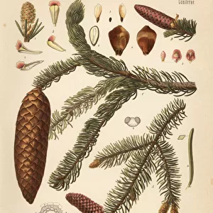 Norway spruce, Picea abies