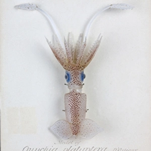 Onychia platyptera, squid