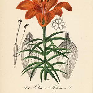 Orange lily or fire lily, Lilium bulbiferum