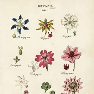 Orders of flowers: Monogynia, Digynia, Trigynia