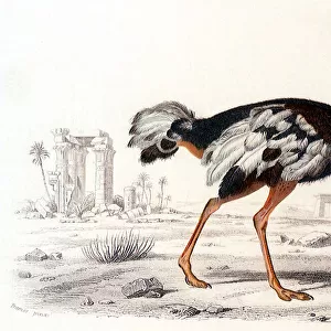 Ostrich (Struthio camelus) Date: 1845