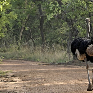 Ostrich - walking on road