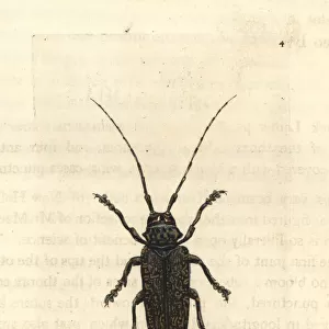 Painted lamia beetle, Lamia picta