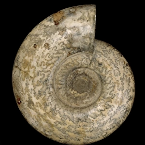 Parkinsonia dorsetensis, ammonite