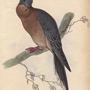 Passenger pigeon, Ectopistes migratorius, extinct