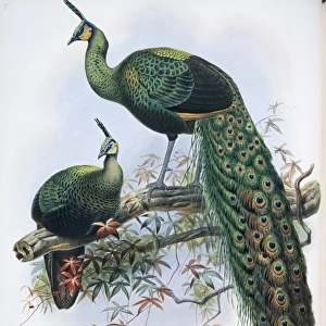 Pavo muticus, green peafowl