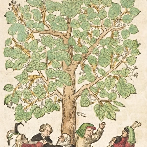 Peasants dancing round linden tree (main image)