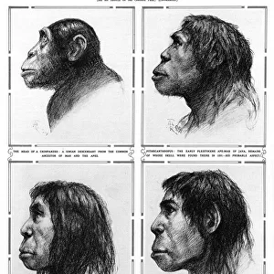 Peking Man A new link in human evolution