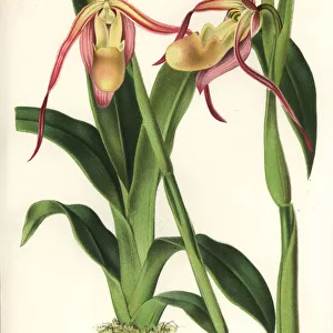 Phragmipedium longifolium orchid
