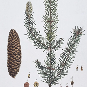 Picea abies, European spruce