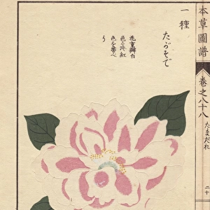 Pink and white camellia, Tagasode, Thea japonica