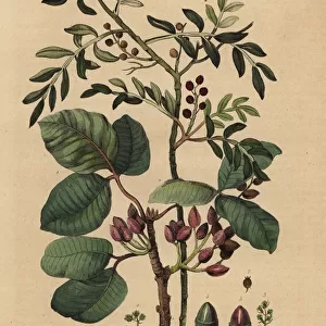 Pistachio nut tree, Pistacia vera