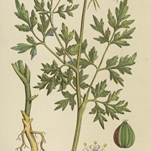 Plants / Aethusa Cynapium