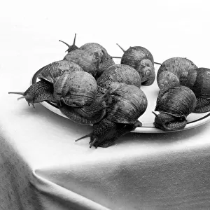 A Plate of Snails