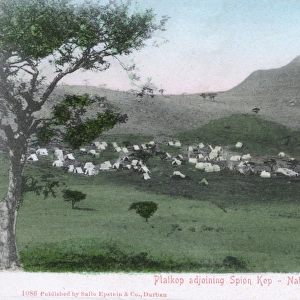 Platkop and Spion Kop, Natal Province, South Africa