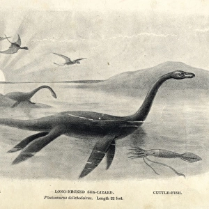 Plesiosaurus dolichodeirus with cuttlefish and pterodactyls