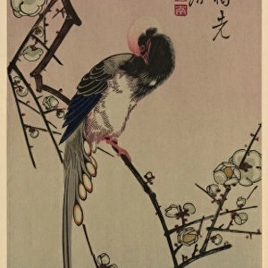 Plum blossom and magpie (long tailed cock onagadori)