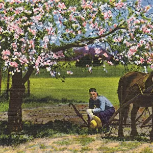 Postcard booklet, ploughing a field, Dixieland, USA