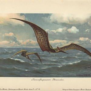 Pteranodon, large flying pterosaur from the