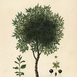 Purging buckthorn tree, Rhamnus cathartica