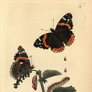Red admiral butterfly, Vanessa atalanta