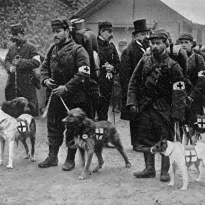 Red Cross Dogs 1915