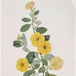 Reinwardtia trigyna, yellow flax