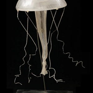Rhegmatodes thalassina, jellyfish model