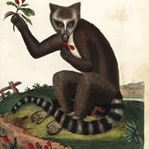 Ring-tailed lemur, Lemur catta, endangered