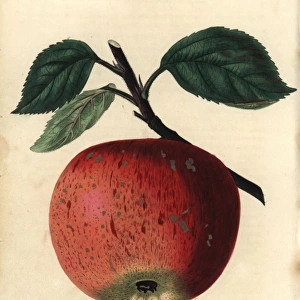 Ripe fruit and leaves of the Nonsuch apple, Malus domestica